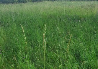działka na sprzedaż - Tarnowskie Góry, Rybna
