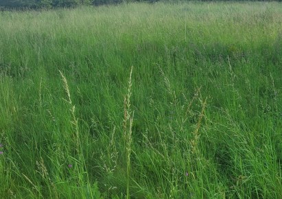 działka na sprzedaż - Tarnowskie Góry, Rybna